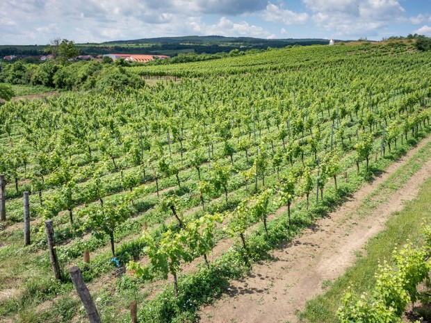 Degustace s vinařstvím THAYA